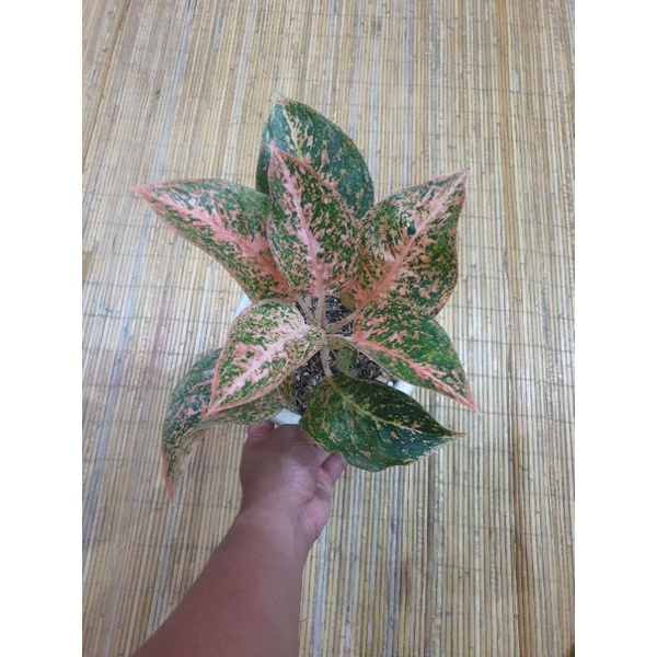 Aglonema Stardust Orange Indukan