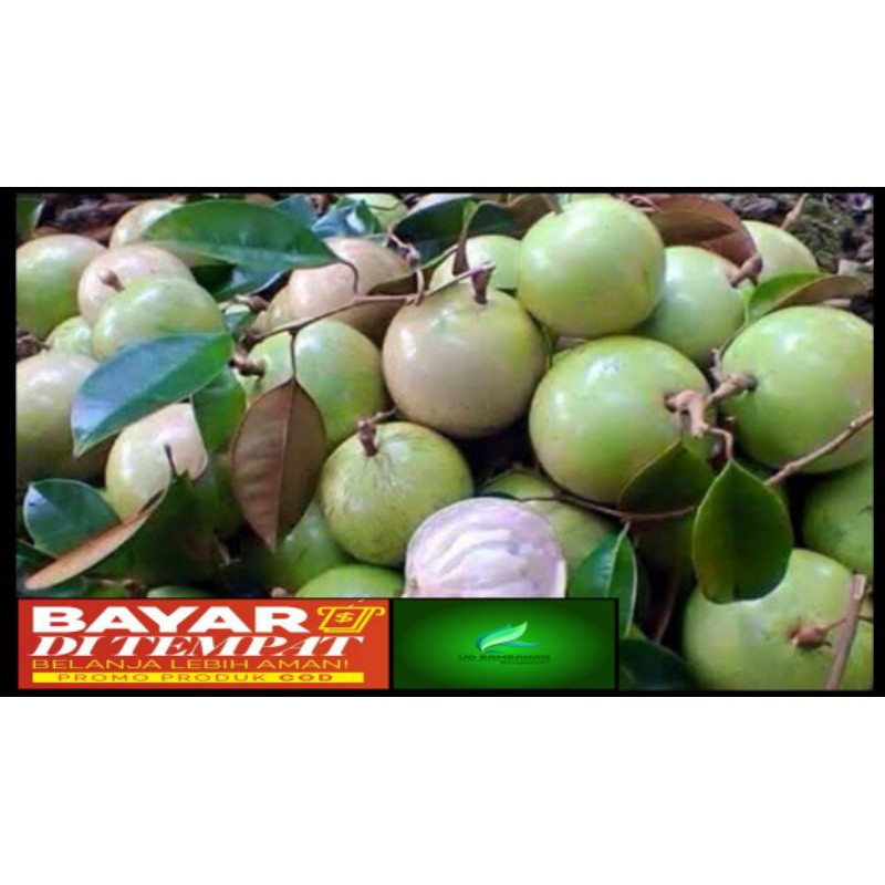 Bibit buah kenitu hijau/sawo duren