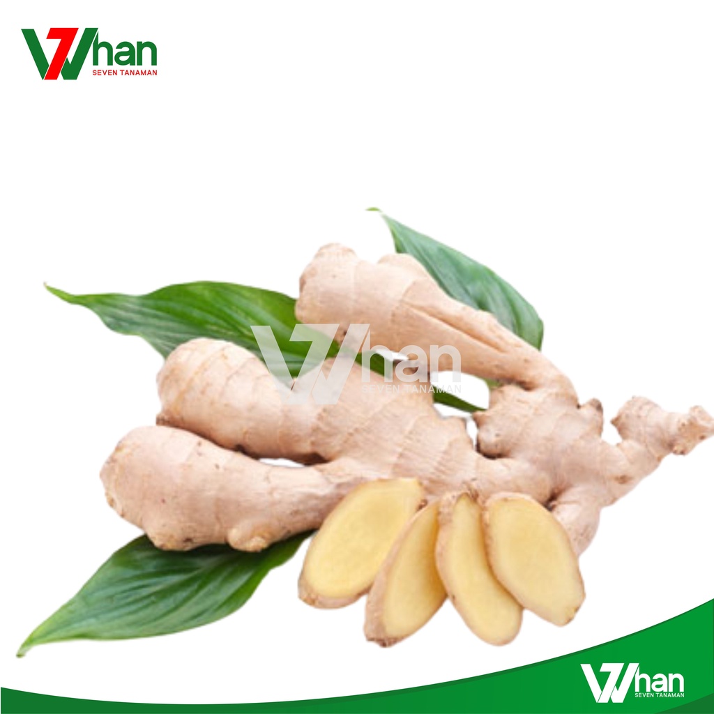 

JAHE EMPRIT SEGAR 250 GRAM WHAN7 TANAMAN