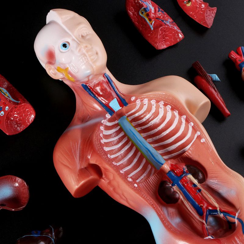 Mary Human Torso Body Model Anatomi Anatomi Organ Internal Medis Untuk Mengajar
