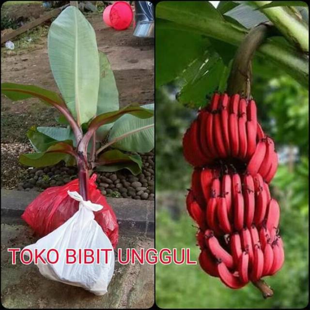 

Bibit pohon pisang merah