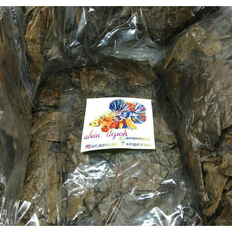 

ketapang laut lumer 50gr