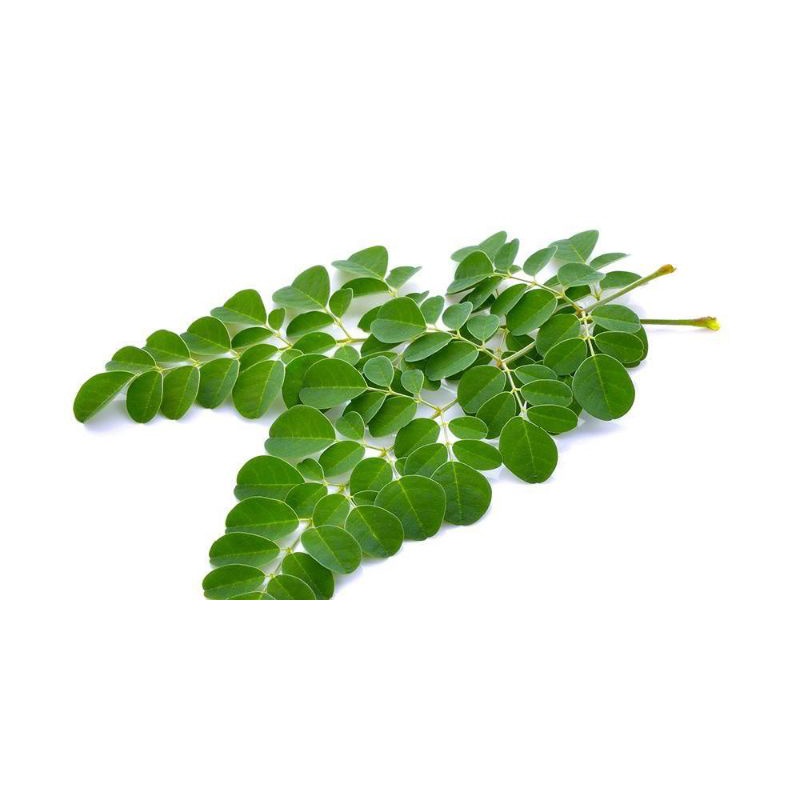 

daun kelor
