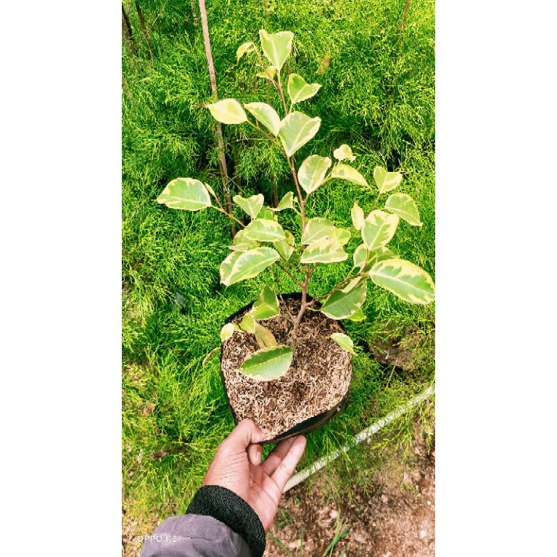 Ficus benjamina, beringin putih, beringin variegata, bibit bonsai beringin putih, bibit bonsai