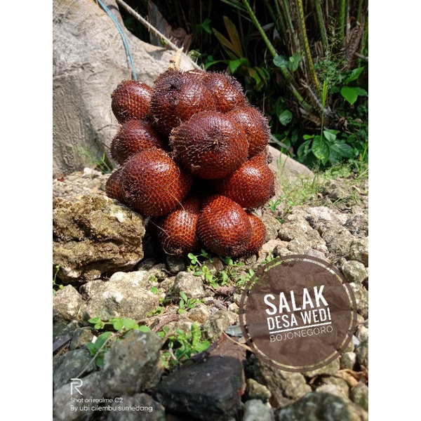 

buah salak madura fresh petik kebun/salak desa wedi/salak segar manis/salak Bojonegoro