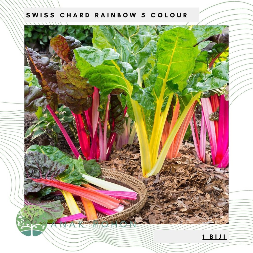 Benih Bibit Biji - Swiss Chard Bright Lights in 5 Colours Rainbow Seeds - IMPORT