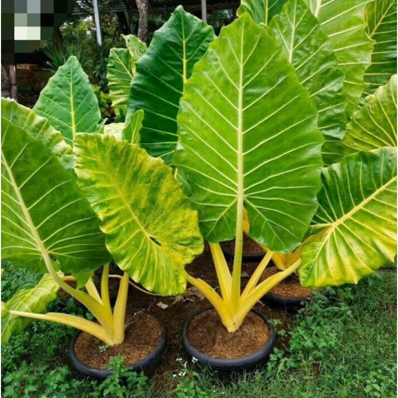 sente varigata kuning anakan