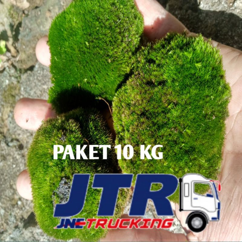 

paket Lumut hidup/Moss hutan 10 kg