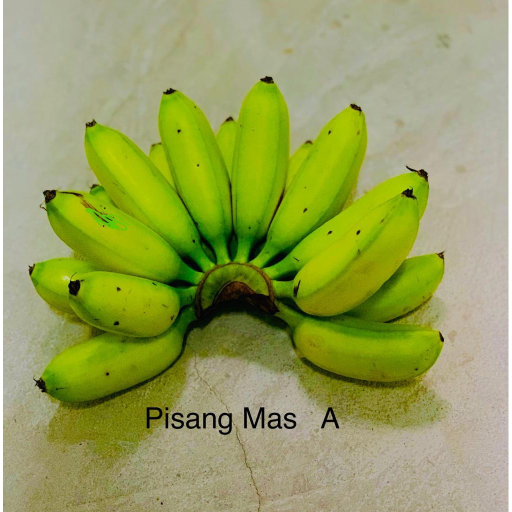 

Pisang Mas A