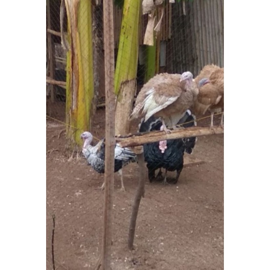 kalkun betina dewasa br