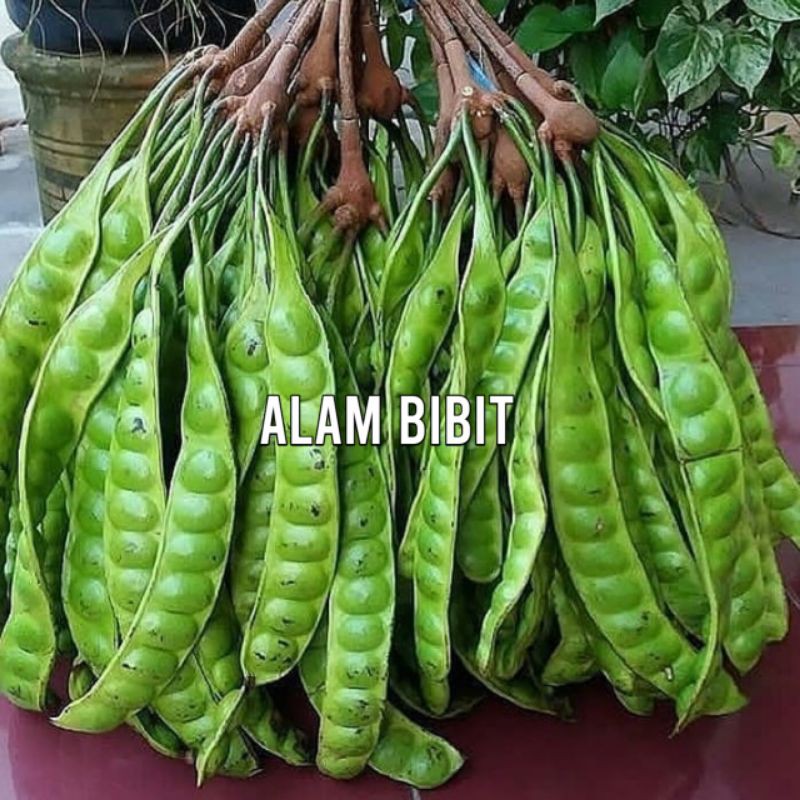 Bibit buah pete hibrida super