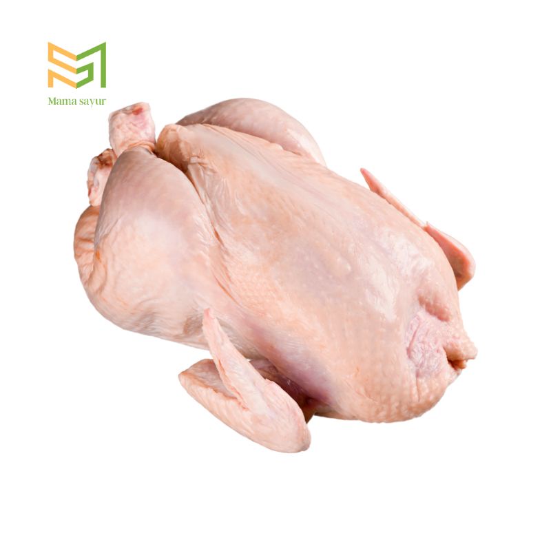 

Ayam potong broiler segar per ekor