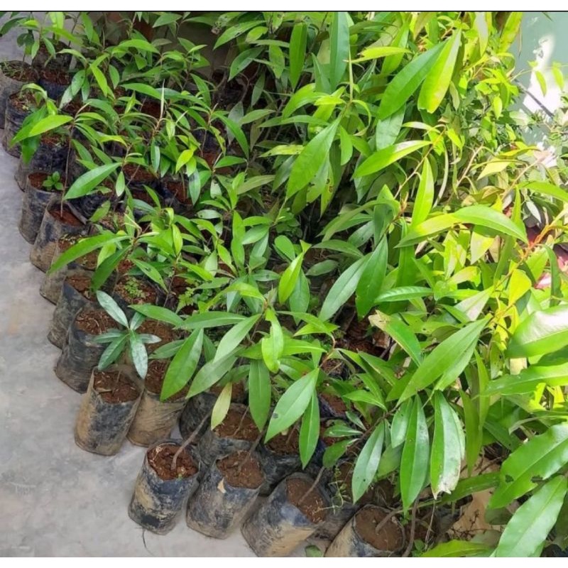 Bibit tanaman kayu hitam eboni/Pohon kayu ebony