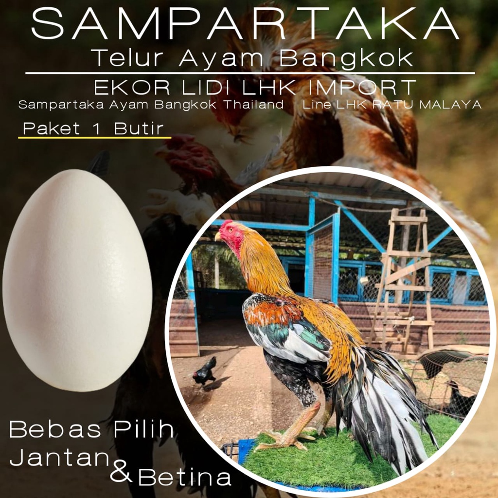 Ayam Bangkok Ekor Lidi Super Telur