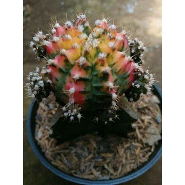 miha thailand grafting