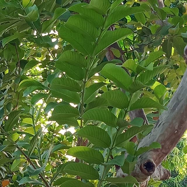 

Daun jambu biji