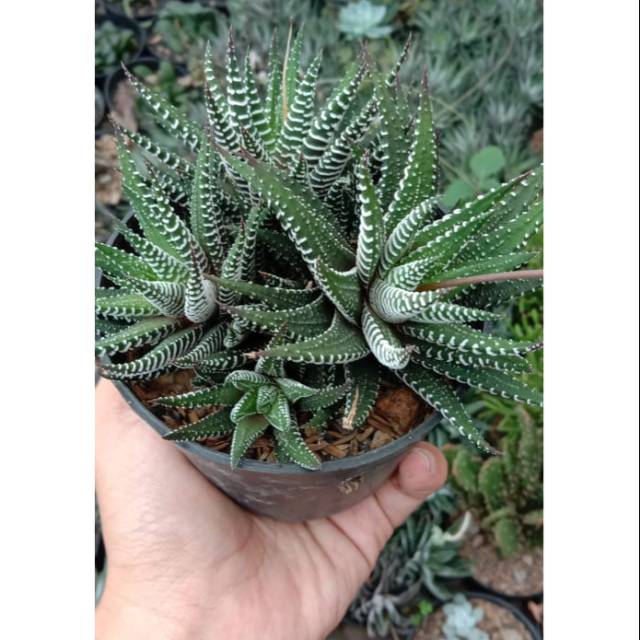 Haworthia cicak cluster