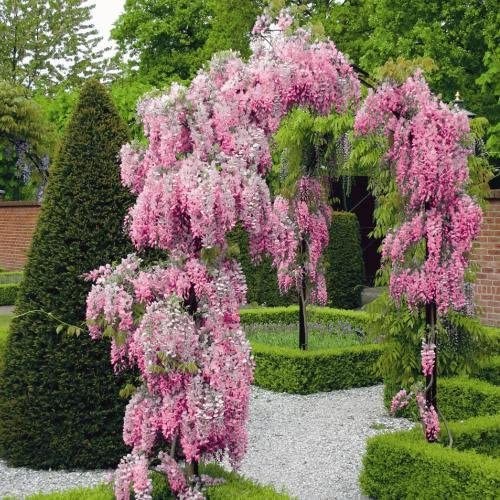Benih WISTERIA PINK Biji Pohon