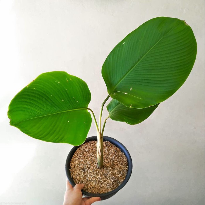 Tanaman hias Calathea lutea - pohon Pisang Calathea