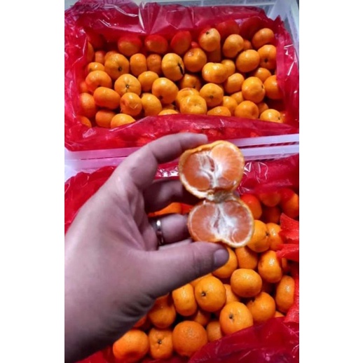 

jeruk santang non daun 500gr|jeruk santang botak|jeruk manis|buah segar bandung