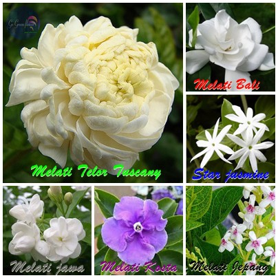 BUNGA MELATI PAKET 6 POHON MELATI TELOR MELATI BALI MELATI BUNGA MELATI PAKET 6 POHON MELATI TELOR MELATI BALI MELATI