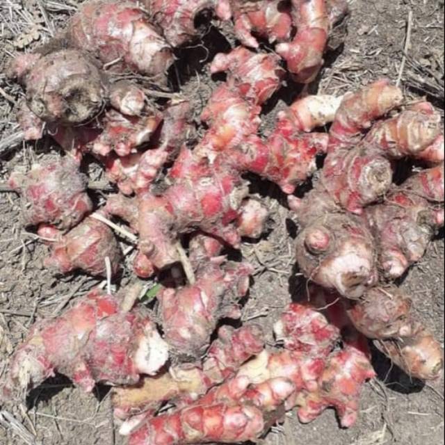 

Jahe merah super 1kg