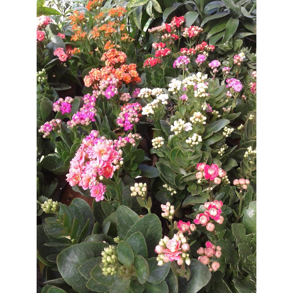 Tanaman Bunga Calandiva Cocor Bebek  Kalanchoe / Calanchoe Bisa Pilih Warna