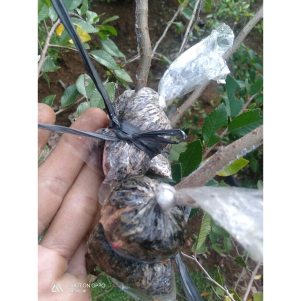 Bibit tanaman ulmus fresh cangkok