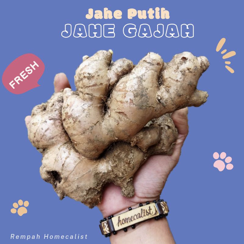 Jahe Gajah 1Kg Jahe Putih Jahe Sayur Jahe Segar