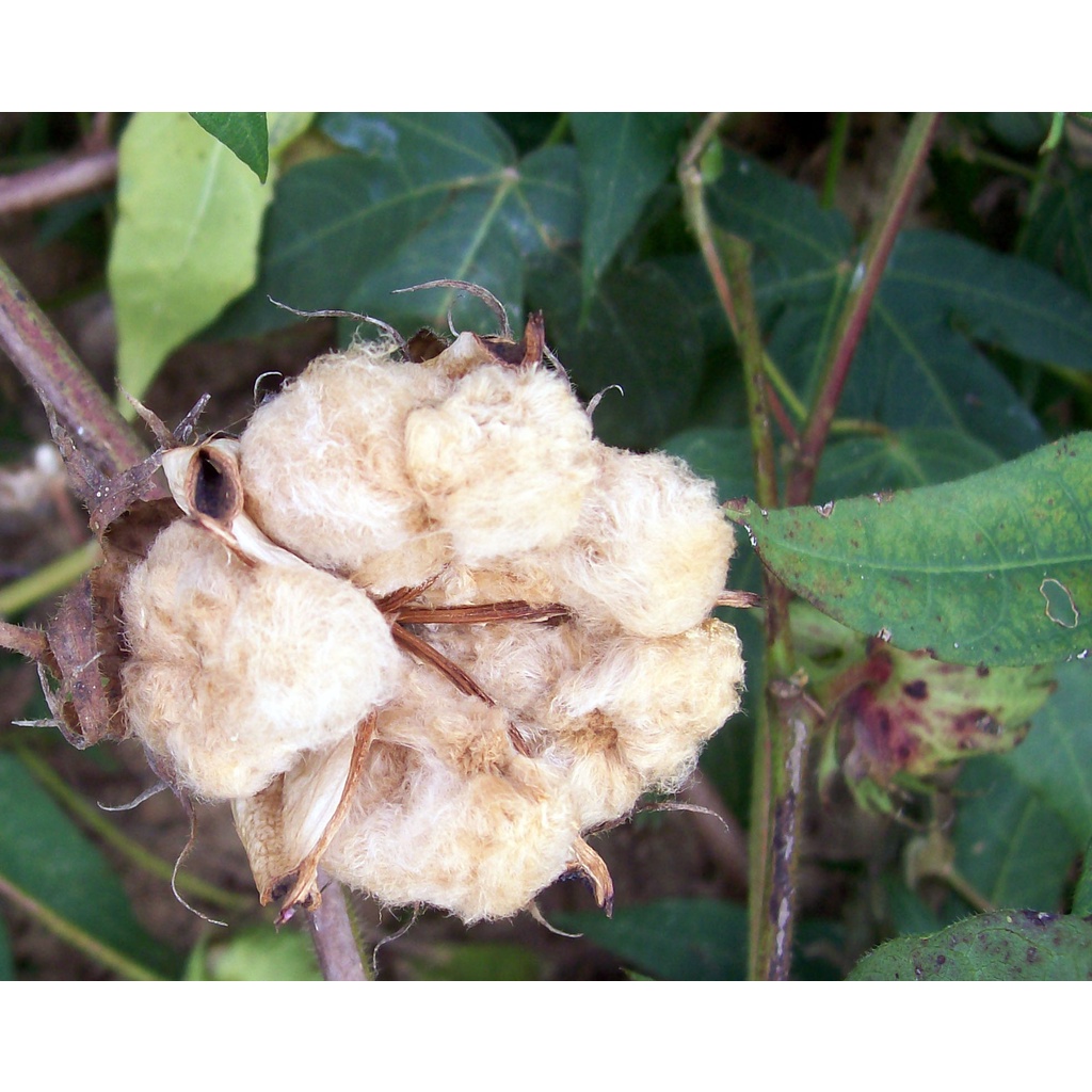 Benih Bibit Biji - Tea Cotton Tree / Tanaman Kapas Cokelat Seeds