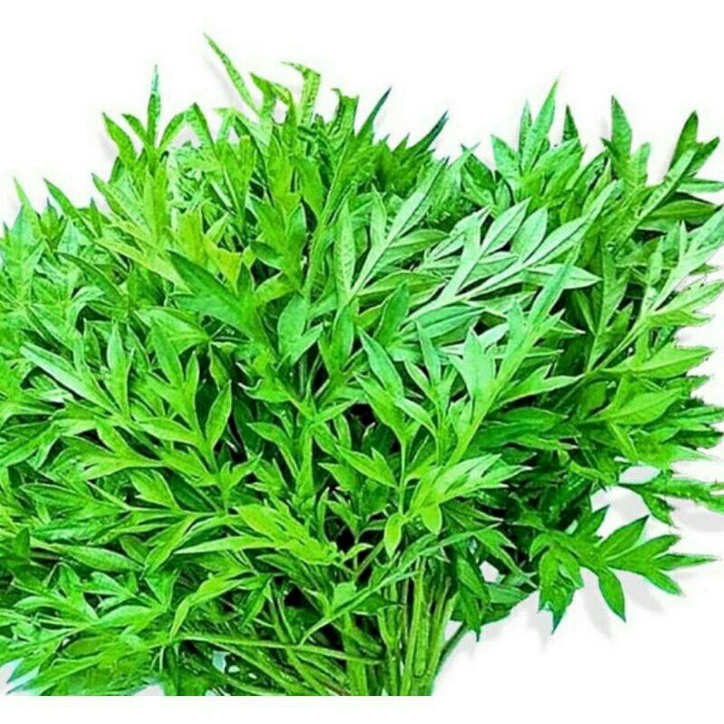 

Daun kenikir segar baru petik 500gram