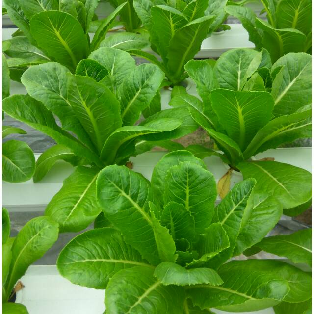 

SELADA GREEN ROMAINE BERAT 200 GRAM LANGSUNG PANEN DARI KEBUN DEWAPONIK