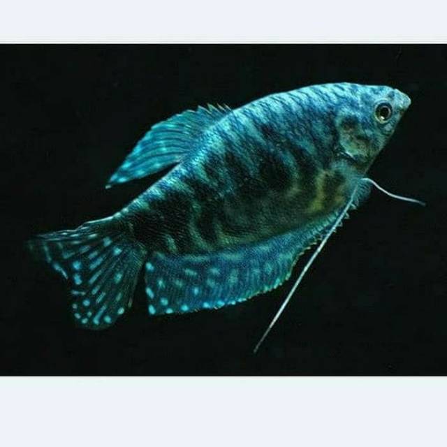 Ikan Hias Sepat Spat Batik Rosby Aquarium