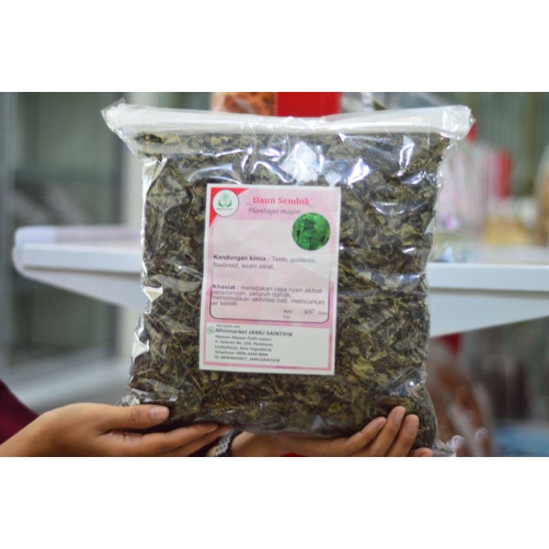 

Daun sendok kecil premium