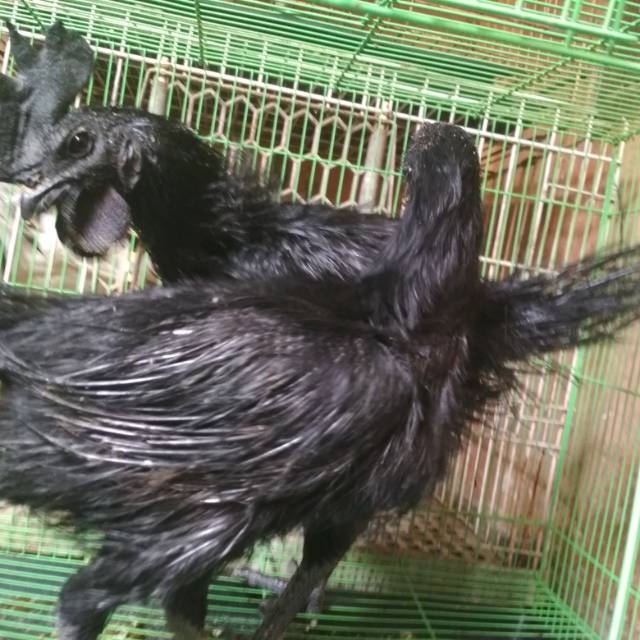 Ayam Cemani Asal Usul Khasiat Mitos Dan Ciri Ciri Dengan Lengkap