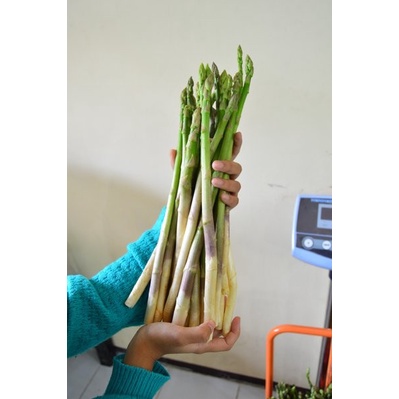 

Asparagus / asparagus segar / asparagus organik