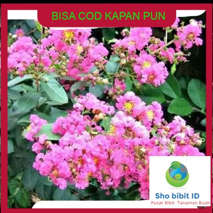 Bibit tanaman buah Bibit sakura asli jepang