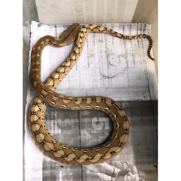 Retic Platinum Line Ivory