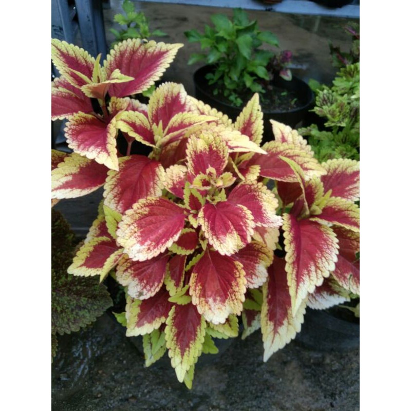 miana#lokal#premium#super#