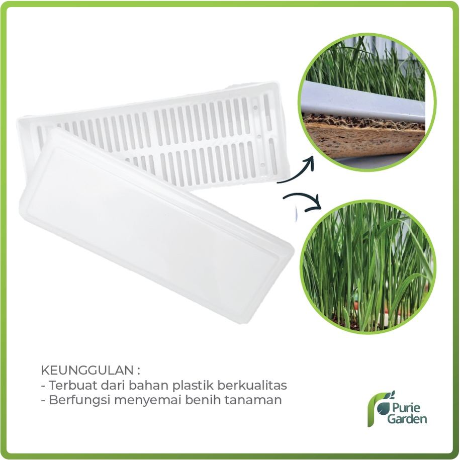 Tray Microgreen Rumput Kucing Bayam Kale dll PG SBY