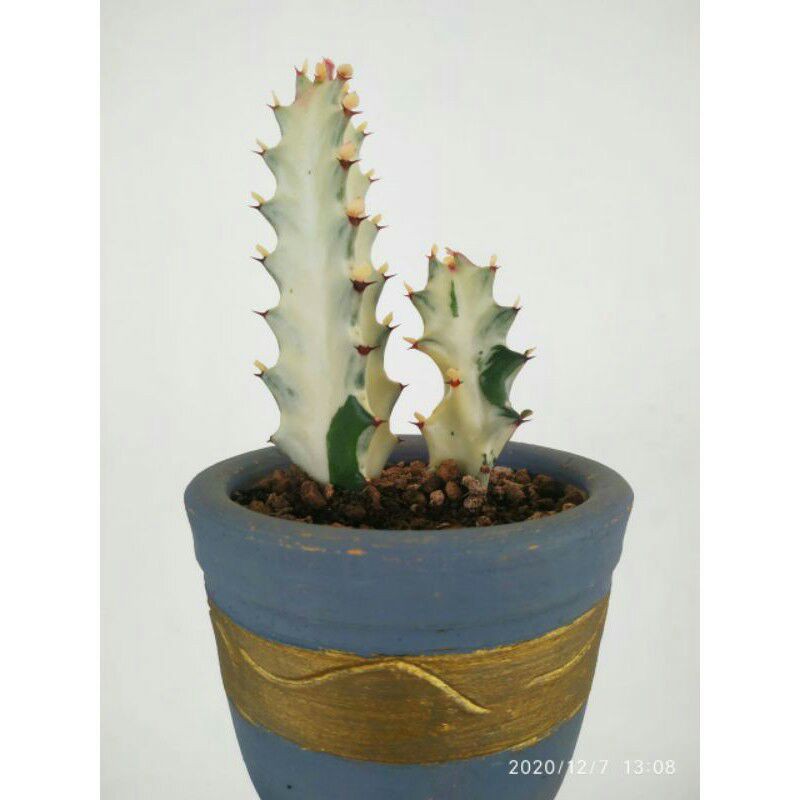 Kaktus Euphorbia White Ghost Variegata