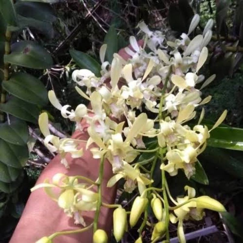 kekii anggrek dendrobium capung bali