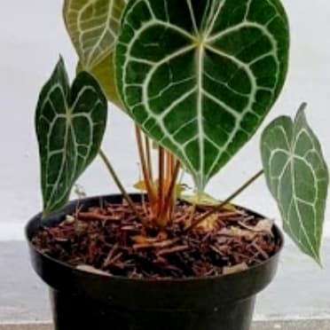 tanaman hias anakan kuping gajah tarantula