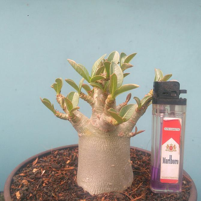 Adenium Arabicum Thaisoco
