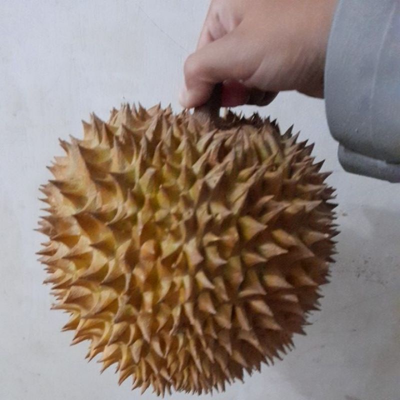 

durian