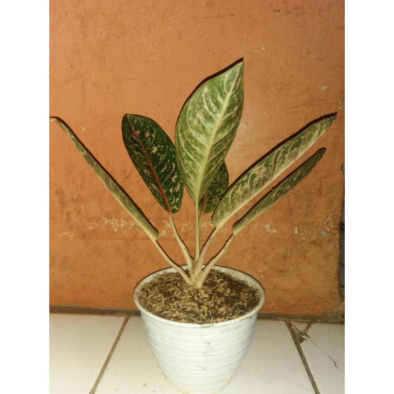 Tanaman Hias Aglaonema DonaCarmen Dewasa/indukan