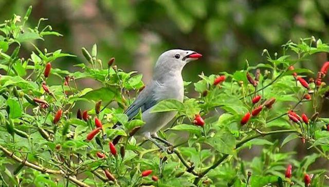 Hiasan Dinding Poster Kayu Al-154