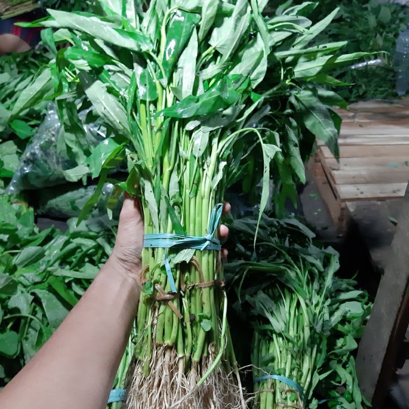 

Kangkung Akar 1pcs isi 5