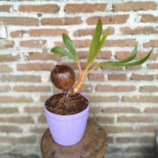 Bonsai kelapa nungging bonsai unik barang unik bunga