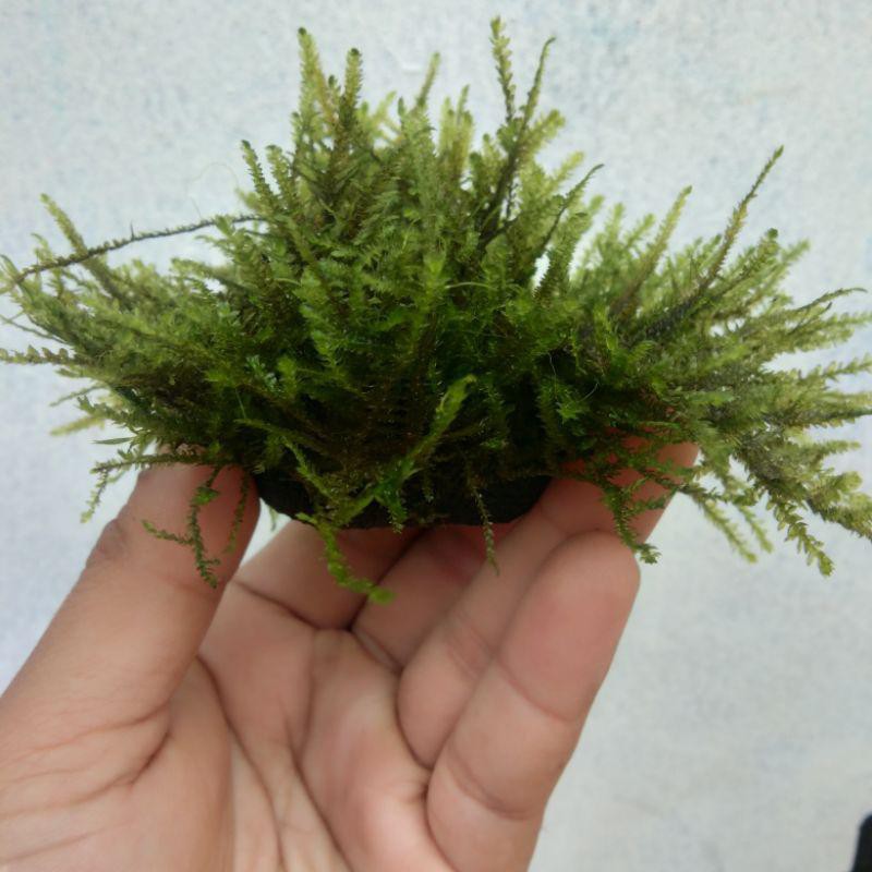 Moss Weeping Media Wabikusa Tanaman Aquascape - Moss Tanaman Aquarium - Tanaman Aquascape Low Co2